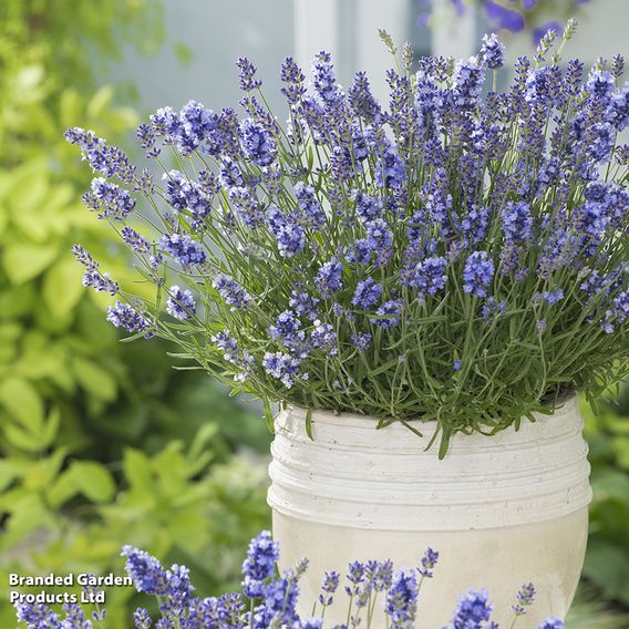 Lavender angustifolia 'Essence Purple'