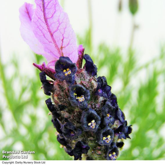 Lavender 'Fathead'