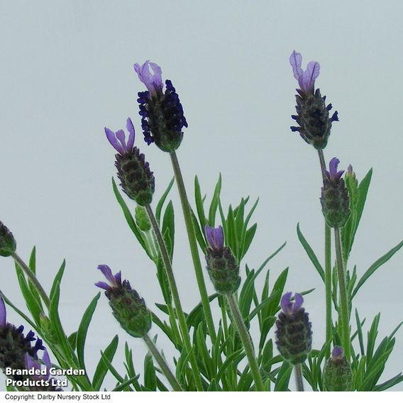 Lavender 'Fathead'