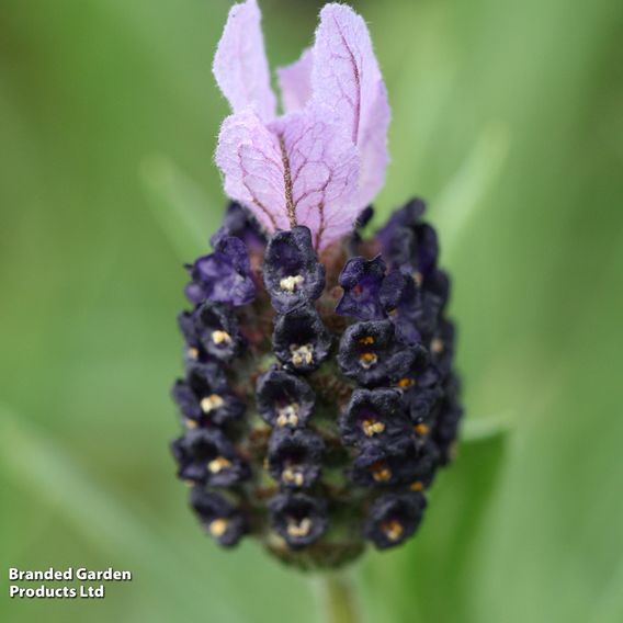 Lavender 'Fathead'