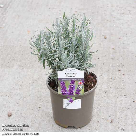 Lavender 'Havana'