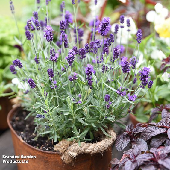 Lavender 'Havana'