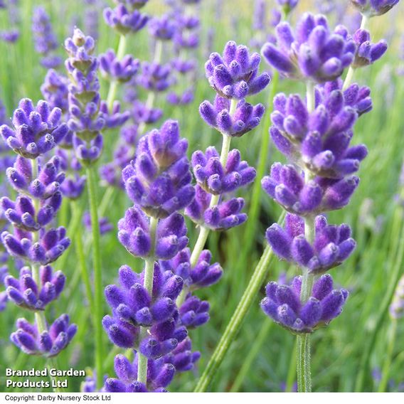 Lavender 'Havana'