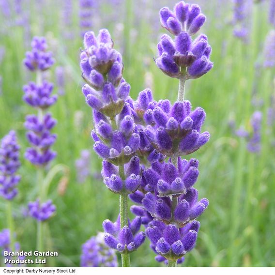 Lavender 'Havana'