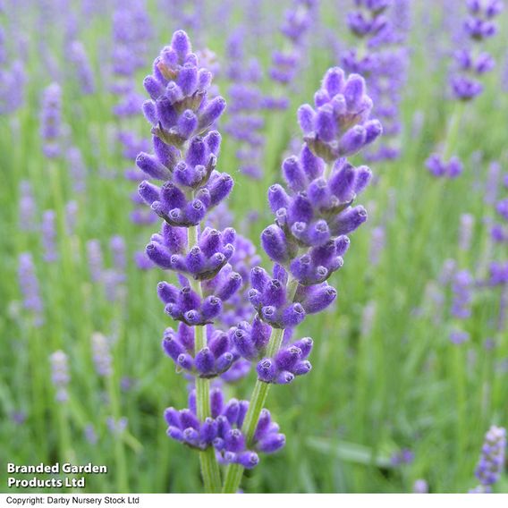 Lavender 'Havana'