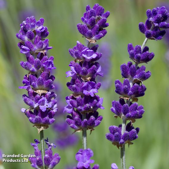Lavender 'Havana'