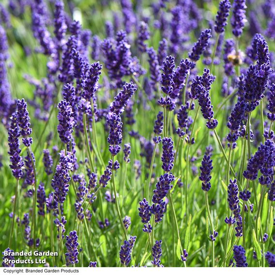 Lavender 'Havana'