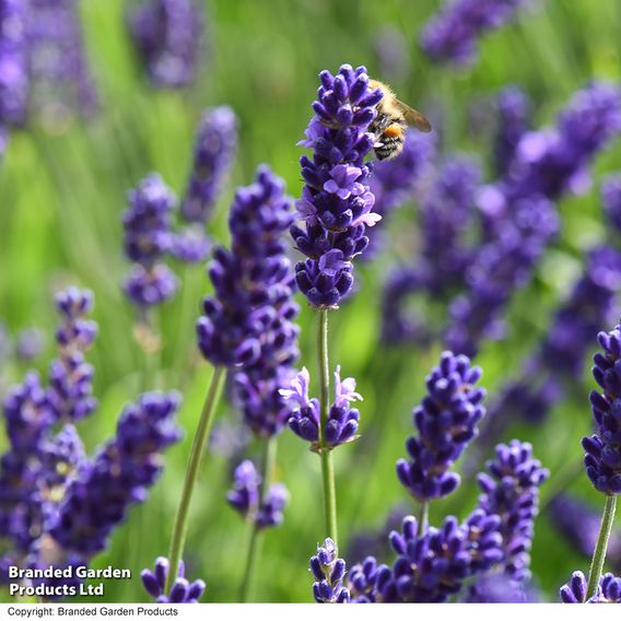 Lavender 'Havana'