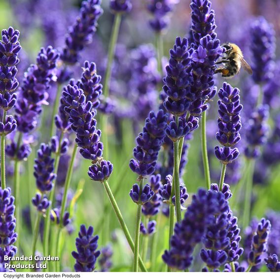 Lavender 'Havana'