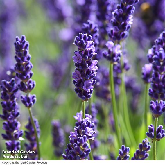 Lavender 'Havana'
