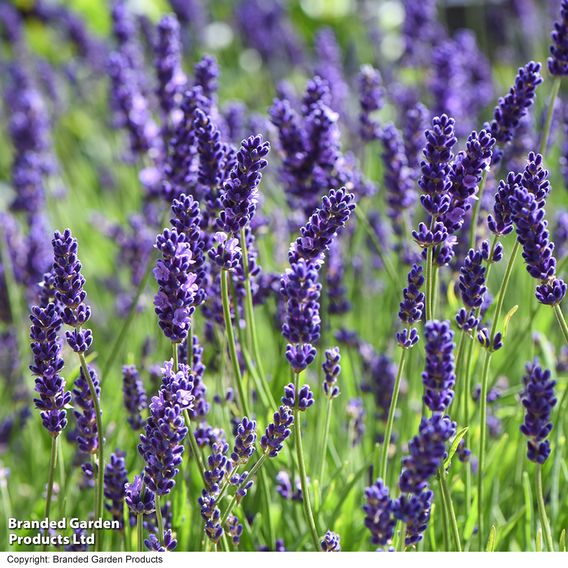 Lavender 'Havana'