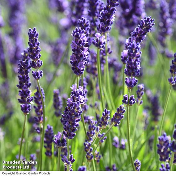 Lavender 'Havana'
