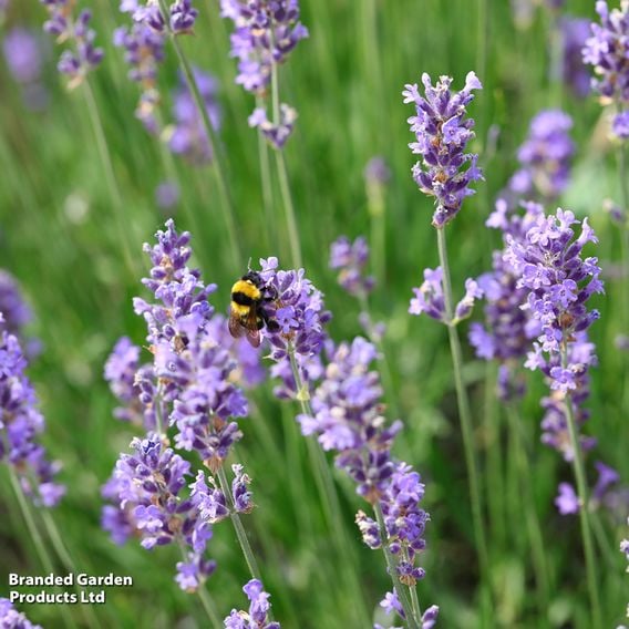 Lavender Duo