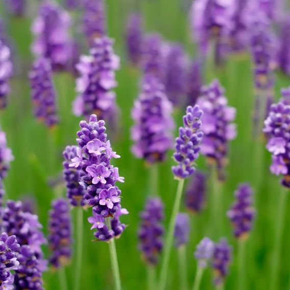 Lavender angustifolia 'Middachten'
