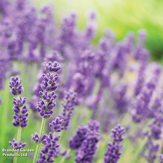 Value Perennial Collection