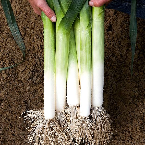 Leek Seeds - Batter F1