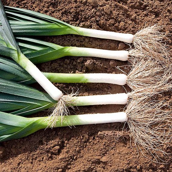Leek 'Batter' F1 - Seeds