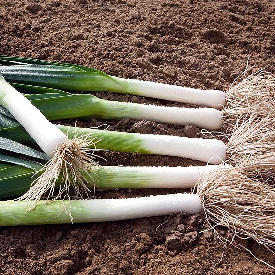 Leek 'Batter' F1 - Seeds