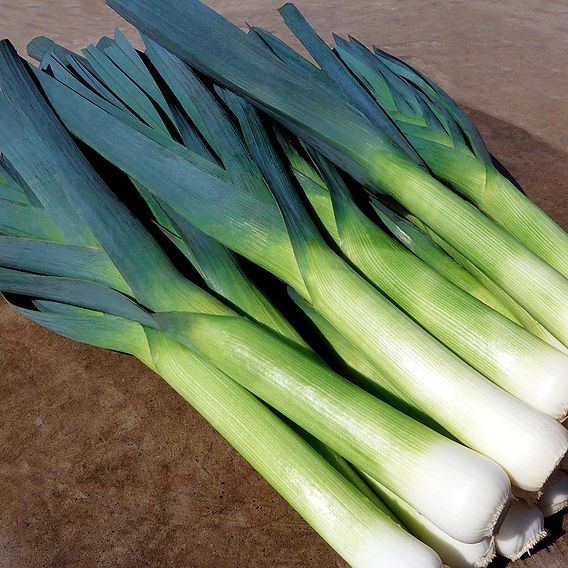 Leek 'Batter' F1 - Seeds