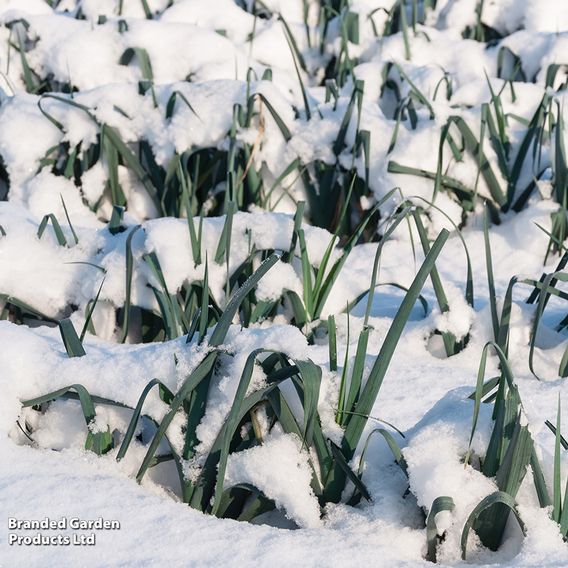 Leek 'Below Zero' F1 - Seeds