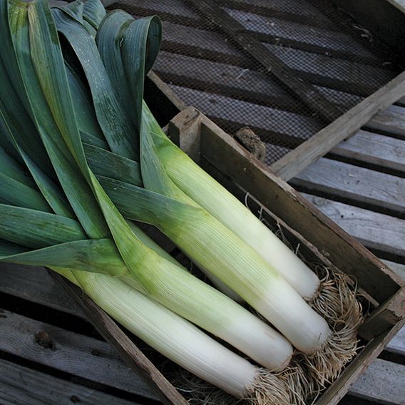 Leek 'Below Zero' F1 - Seeds