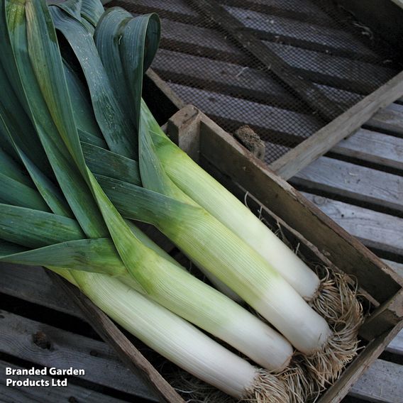 Leek 'Below Zero' F1 - Seeds
