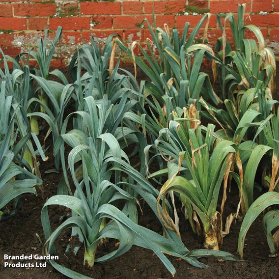 Leek 'Below Zero' F1 - Seeds