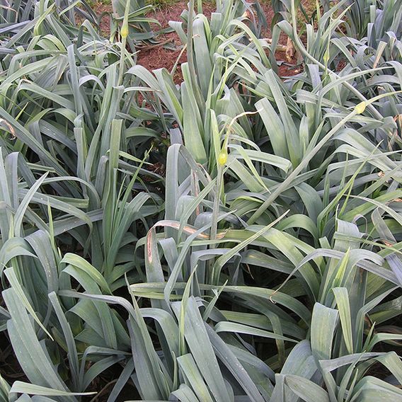Leek 'Below Zero' F1 - Seeds