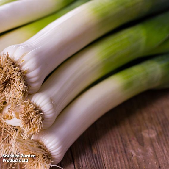 Leek 'Jolant' - Seeds