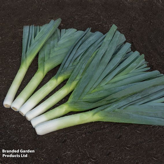 Leek 'Jolant' - Seeds
