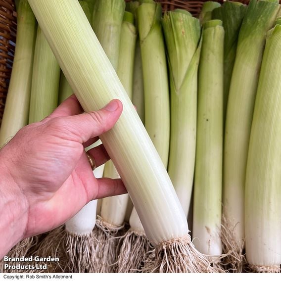 Leek 'Kicker' F1 - Seeds
