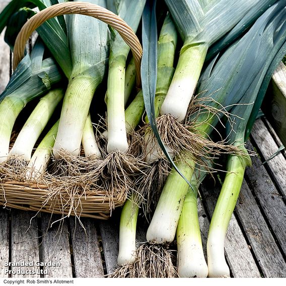 Leek 'Lyon Prizetaker' - Seeds