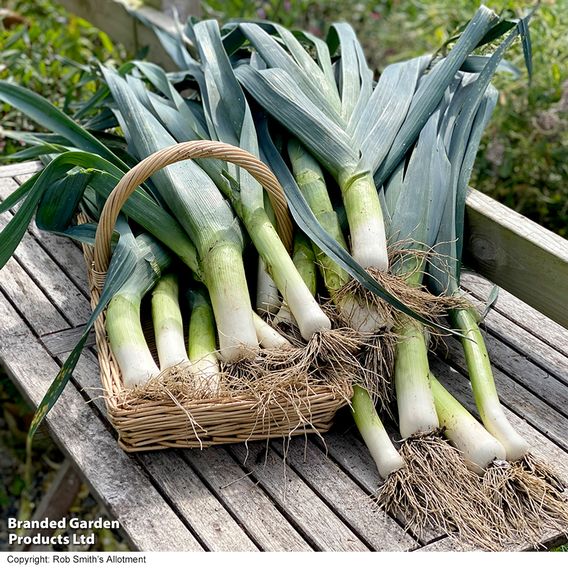 Leek 'Lyon Prizetaker' - Seeds