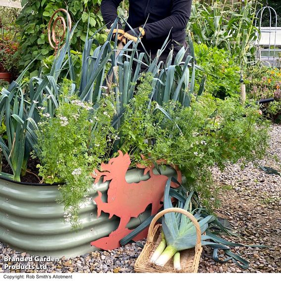 Leek 'Lyon Prizetaker' - Seeds
