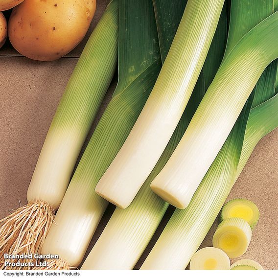Leek 'Lyon Prizetaker' - Seeds
