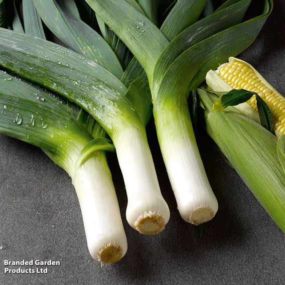 Leek 'Musselburgh' - Seeds