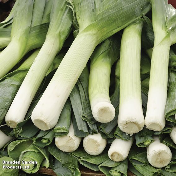 Leek 'Musselburgh' - Seeds