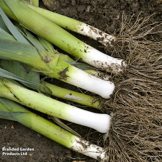 Leek 'Musselburgh' - Seeds