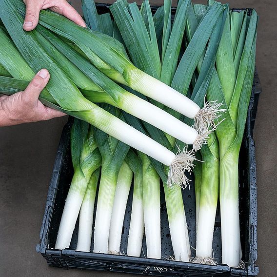 Leek 'Rally' F1 - Seeds