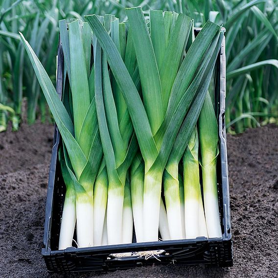 Leek 'Rally' F1 - Seeds