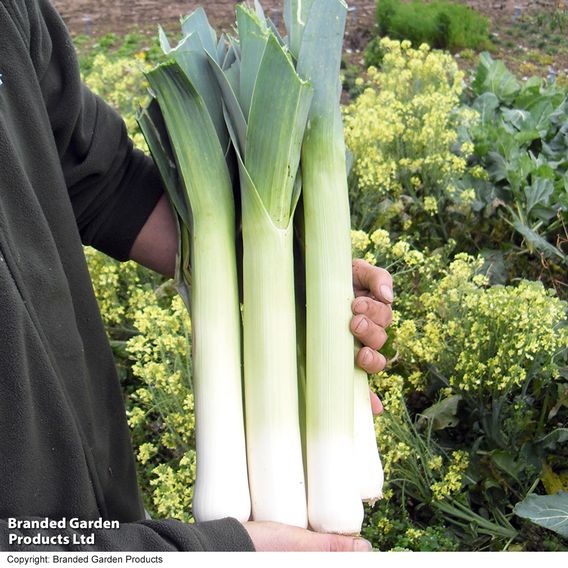 Leek 'Sprintan' F1 - Seeds