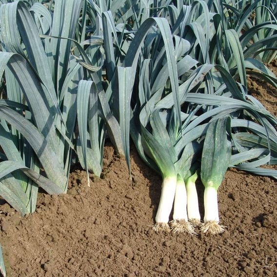 Leek 'Winner' - Seeds