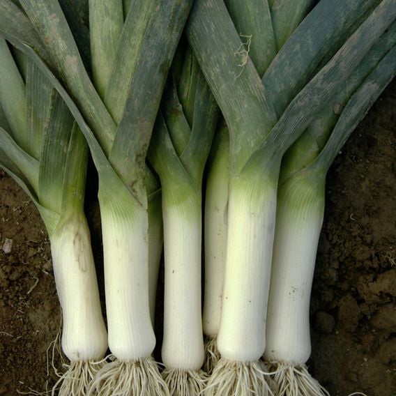 Leek 'Winner' - Seeds