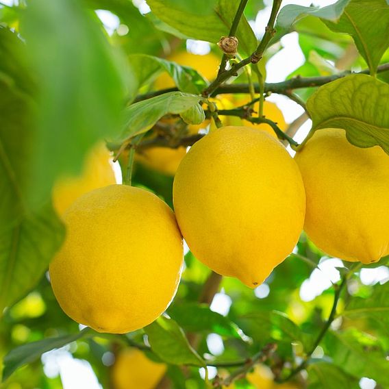 Citrus Tree Collection (Citrus Fruit)