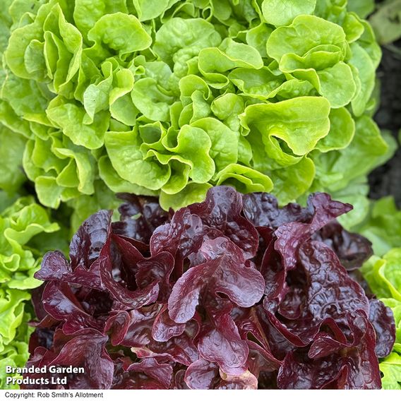 Lettuce 'Double Oak' (Oak Leaf) - Seeds
