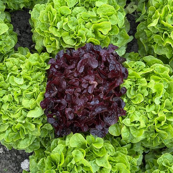 Lettuce 'Double Oak' (Oak Leaf) - Seeds