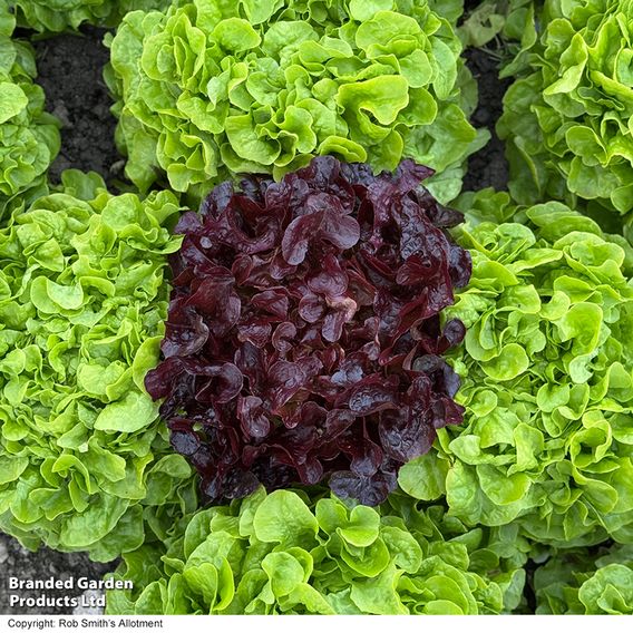 Lettuce 'Double Oak' (Oak Leaf) - Seeds