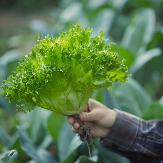 Lettuce 'Frillice' - Seeds