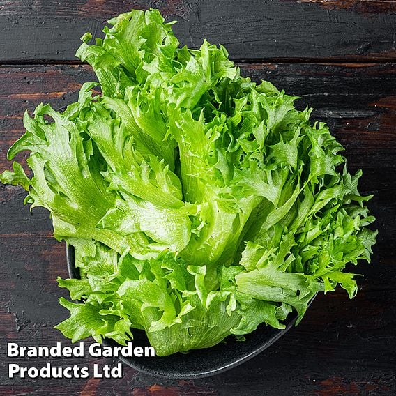 Lettuce 'Leny' - Organic Seeds