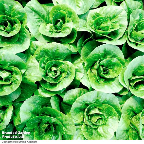 Lettuce 'Little Gem' - Seeds